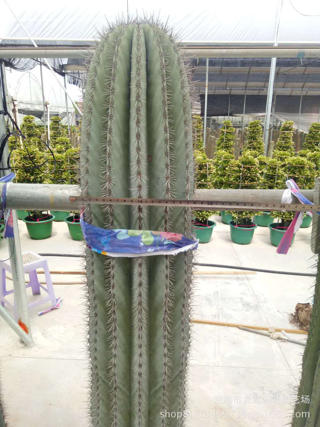 武伦柱幸福柱摩天柱武轮柱狼牙棒仙人掌仙人球沙生植物多肉植物