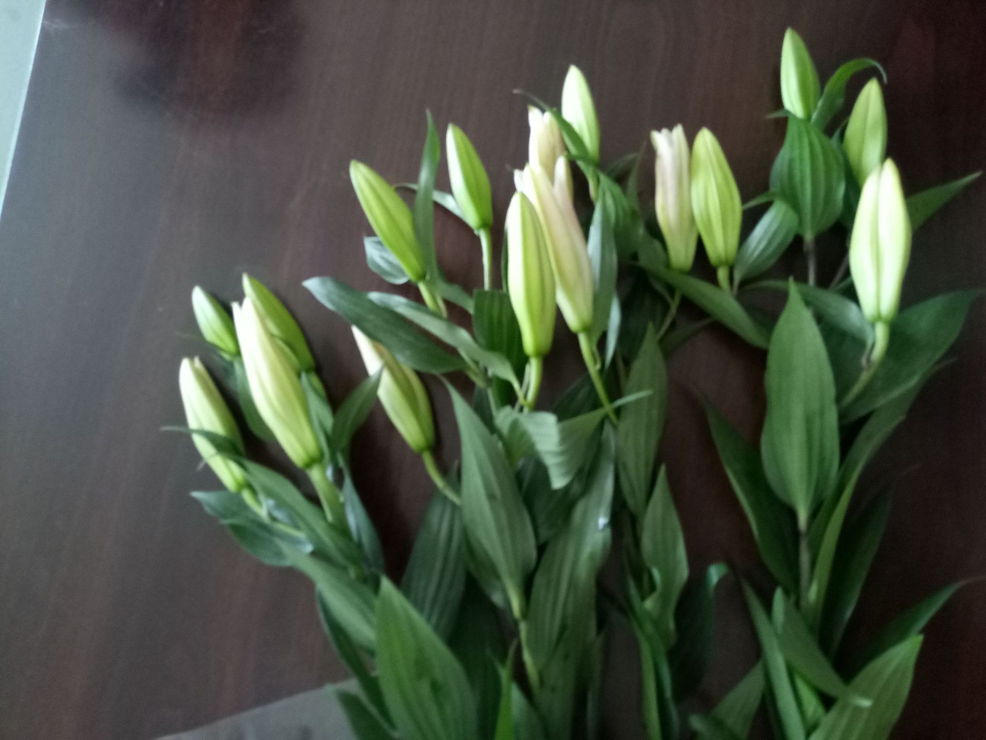 云南昆明红日鲜花基地小百合批发花头小巧6至8公分一件5扎50支