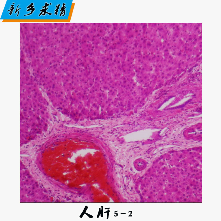 显微镜标本切片高教人体组胚人血涂片产地货源玻璃生物切片标本