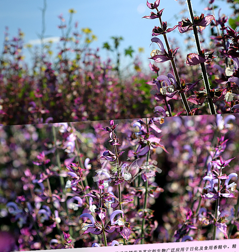 快乐鼠尾草纯露,新疆伊犁原产地,天然花水