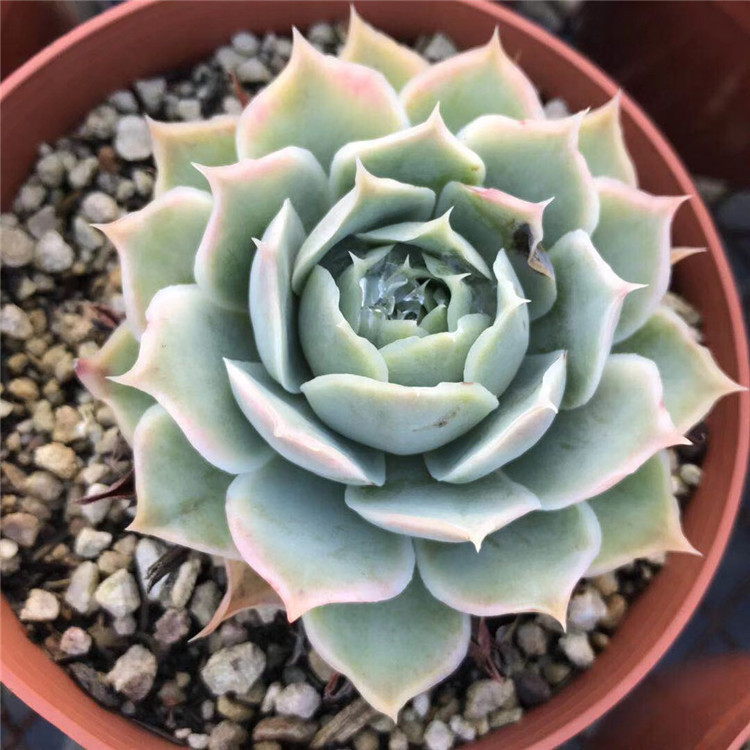 0431多肉实拍植物基地批发 皱叶月影盆12cm状态实拍多肉品种裸根