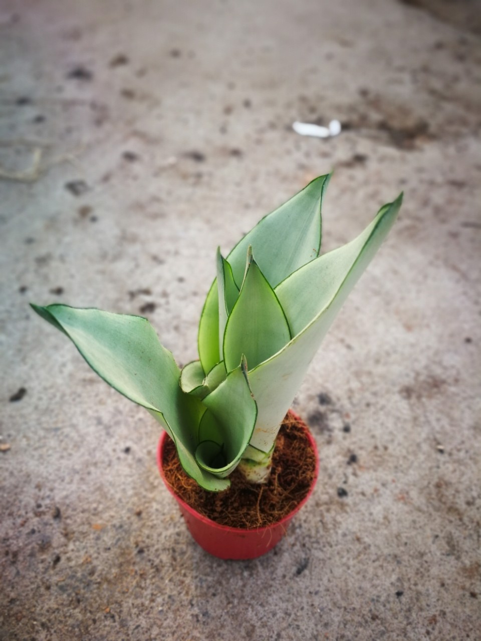 白白嫩嫩萌萌外表白玉虎皮兰单株,盆栽批发