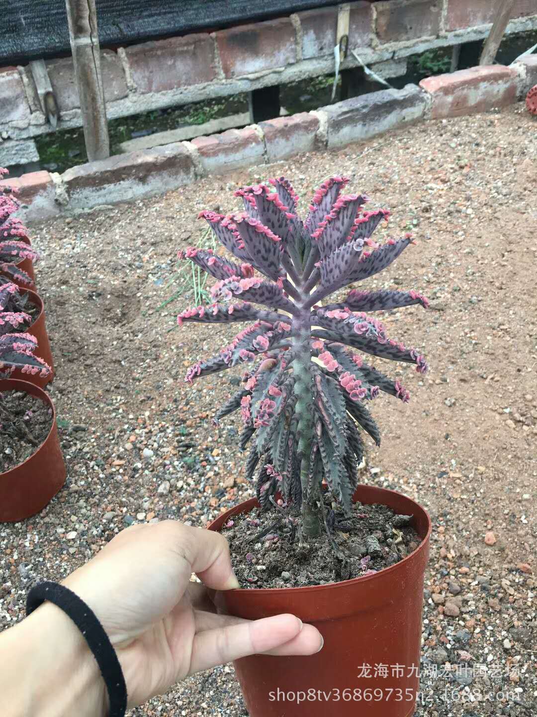 紫云罗汉山影拳仙人掌仙人球高30公分多肉植物沙生植物