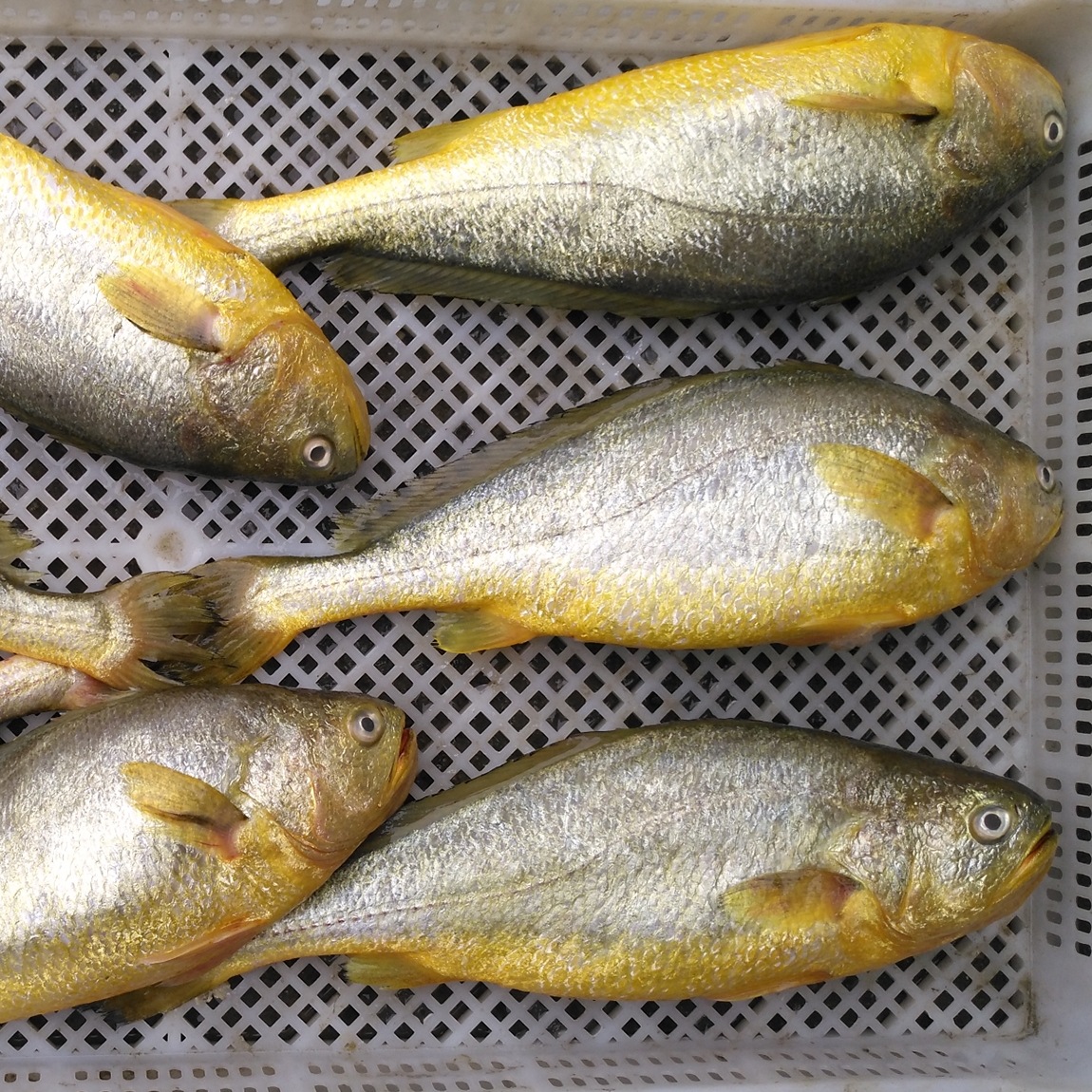 海鲜鲜活大黄鱼生态新鲜海鱼连云港水产批发生鲜生猛超大鱼类