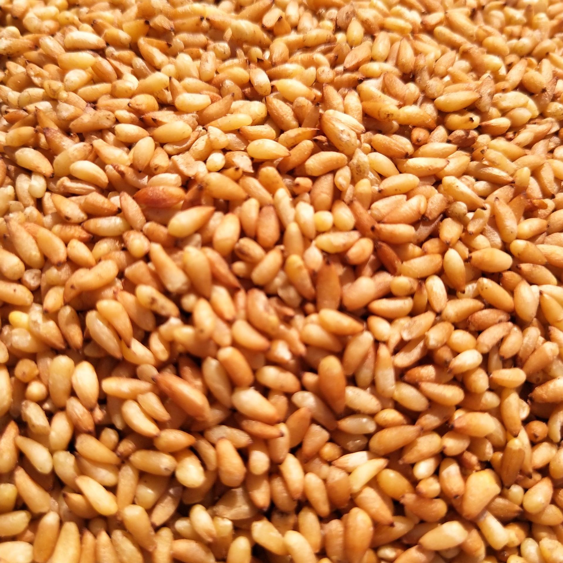 批发中药材柏子仁 白籽仁 柏子仁粉 量大从优