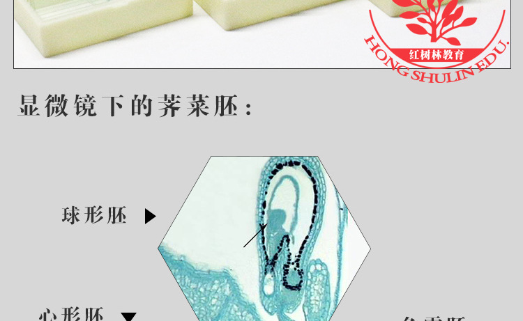 生物教学实验荠菜胚发育玻片标本套装染色艳丽结构清晰显微镜切片