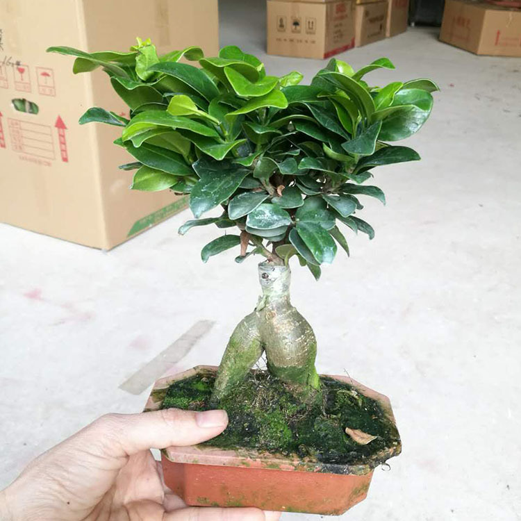 批发小榕树/细叶榕盆景/阳台盆栽/室外绿植物花卉-阿里巴巴