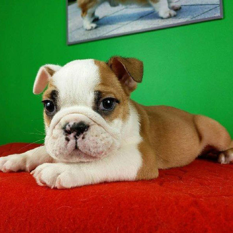 幼年中型英国斗牛犬宠物狗活体幼犬 家养宠物工作犬英国斗牛犬