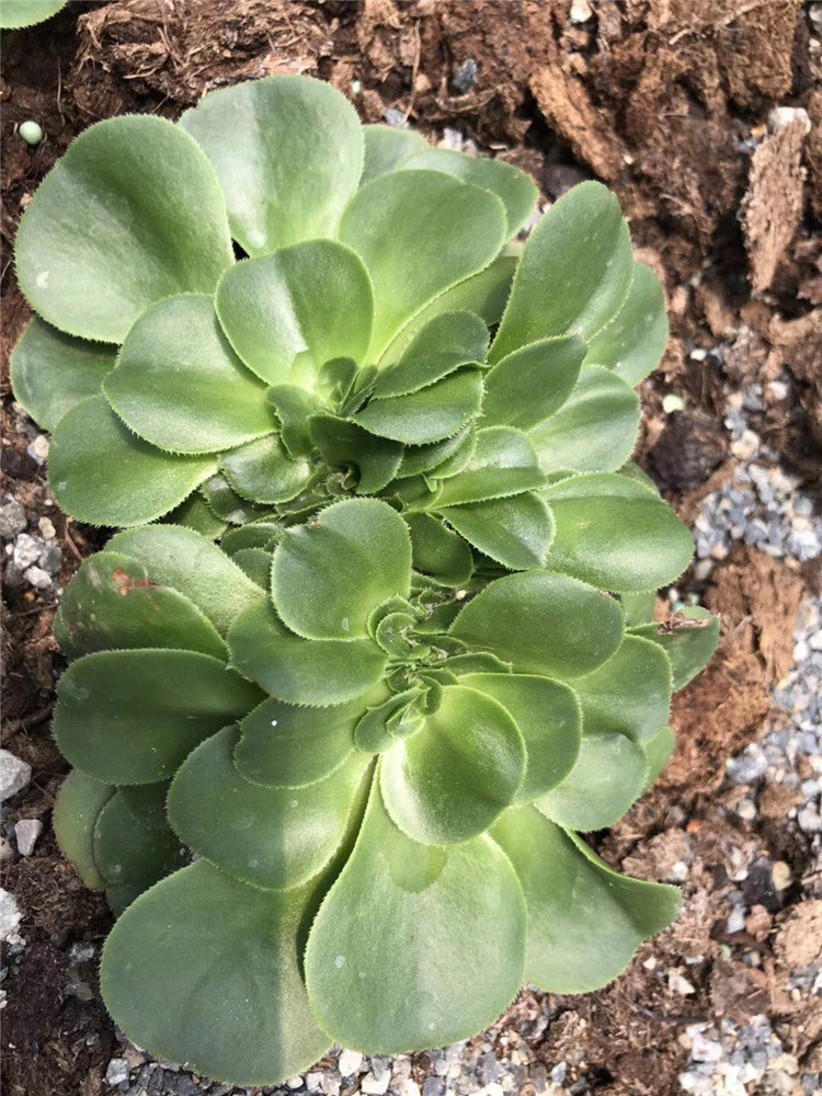 125基地限时批发多肉植物 八尺镜缀化10公分左右带根多肉法师贵货