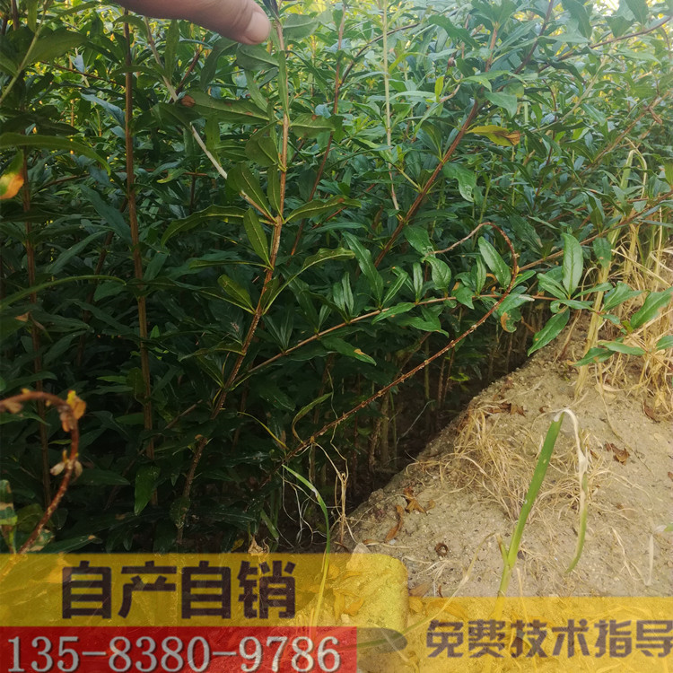 大红袍石榴树苗种植技术 直径2公分大红袍石榴小苗