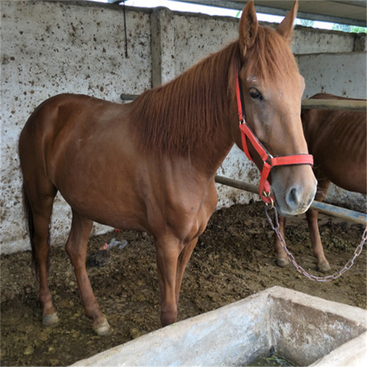 出售马 阿拉伯马 伊犁马 蒙古马 大型养马场 马的价格