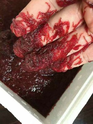 包邮包损冰冻血虫红虫冷冻血虫红虫冻赤虫罗汉七彩鱼粮鱼食500g