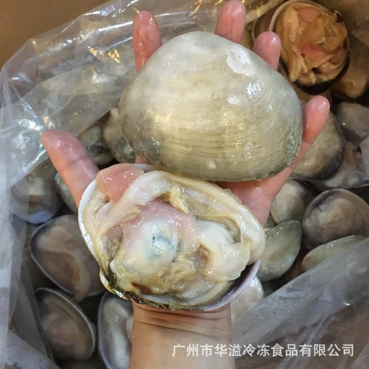 冷冻海鲜贝类 天鹅蛋 16斤约50只/箱 批发海鲜贝类 半壳贝天鹅蛋