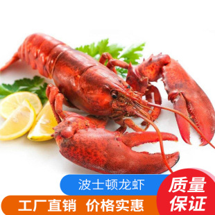 波士顿龙虾生冻龙虾龙虾生冻美国波士顿龙虾进口海鲜龙虾冷冻水产