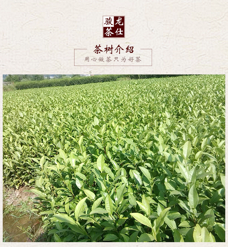 批发闽南乌龙茶 新茶平和白芽奇兰茶叶 清香型碳培250克 真空袋装