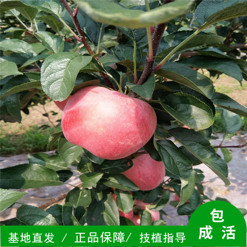 基地批发苹果苗  红富士苹果苗 根系粗壮发达 成活高苹果苗新品种