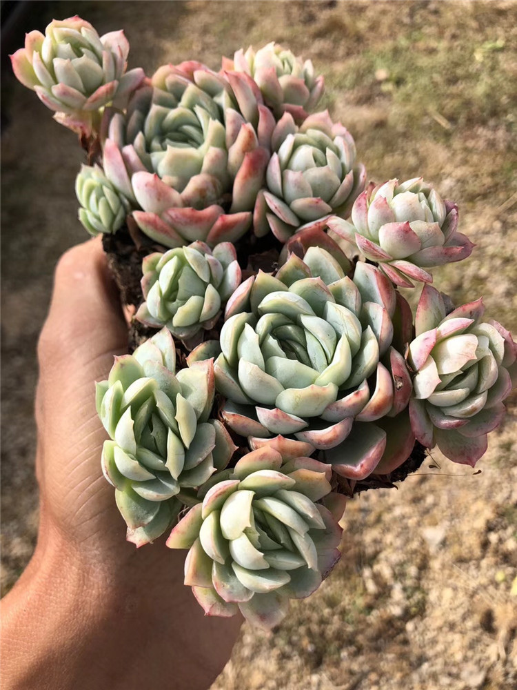 042多肉盆栽大棚批发 正版紫月影群自然群8cm左右多肉品种