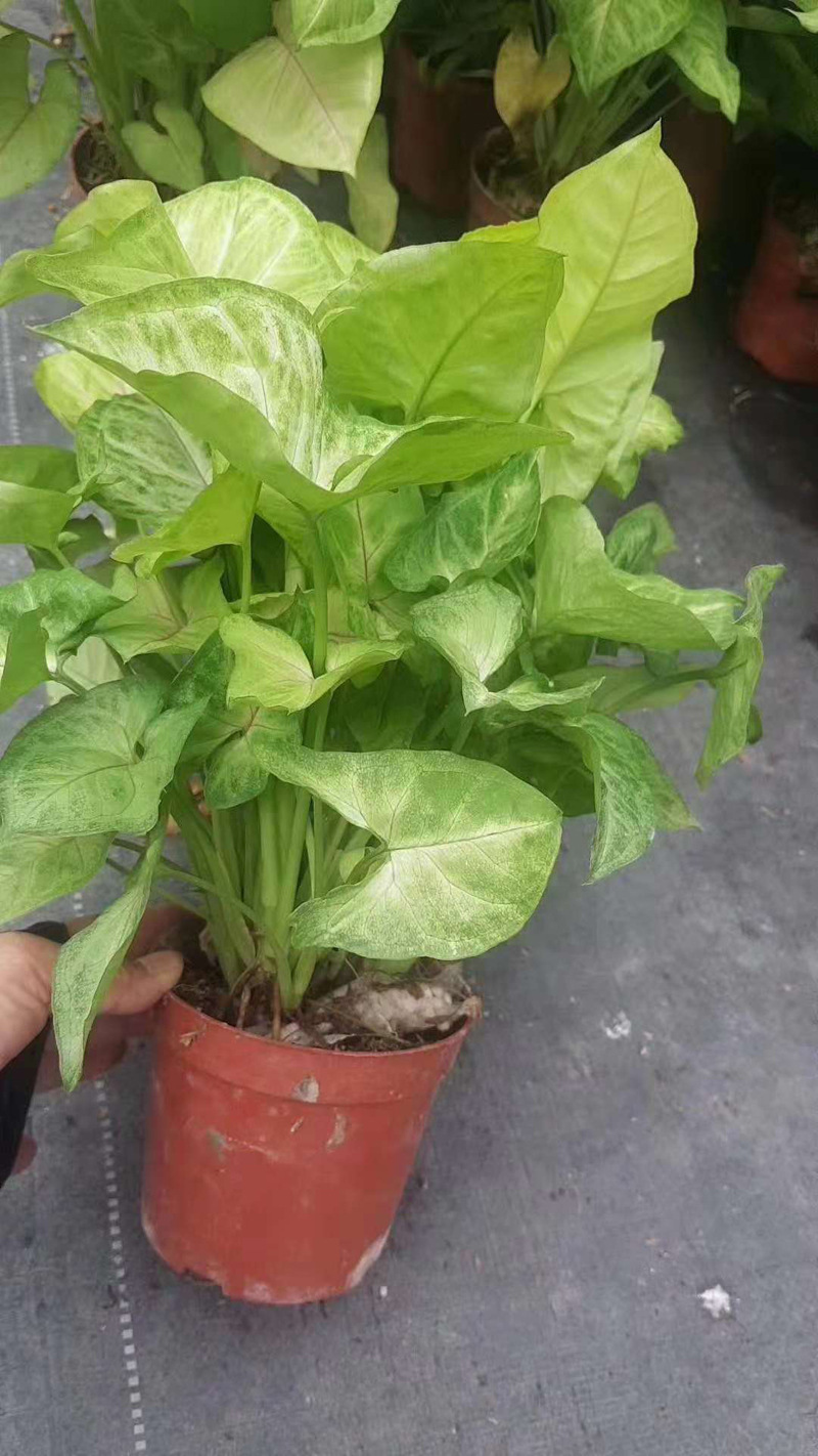 基地直供绿墙绿化专用小盆栽花卉室内植物110黄金童子合果芋