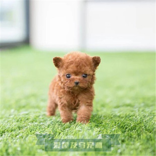纯种泰迪狗活体幼犬茶杯犬泰迪狗幼犬贵宾犬幼崽宠物狗狗活体真狗