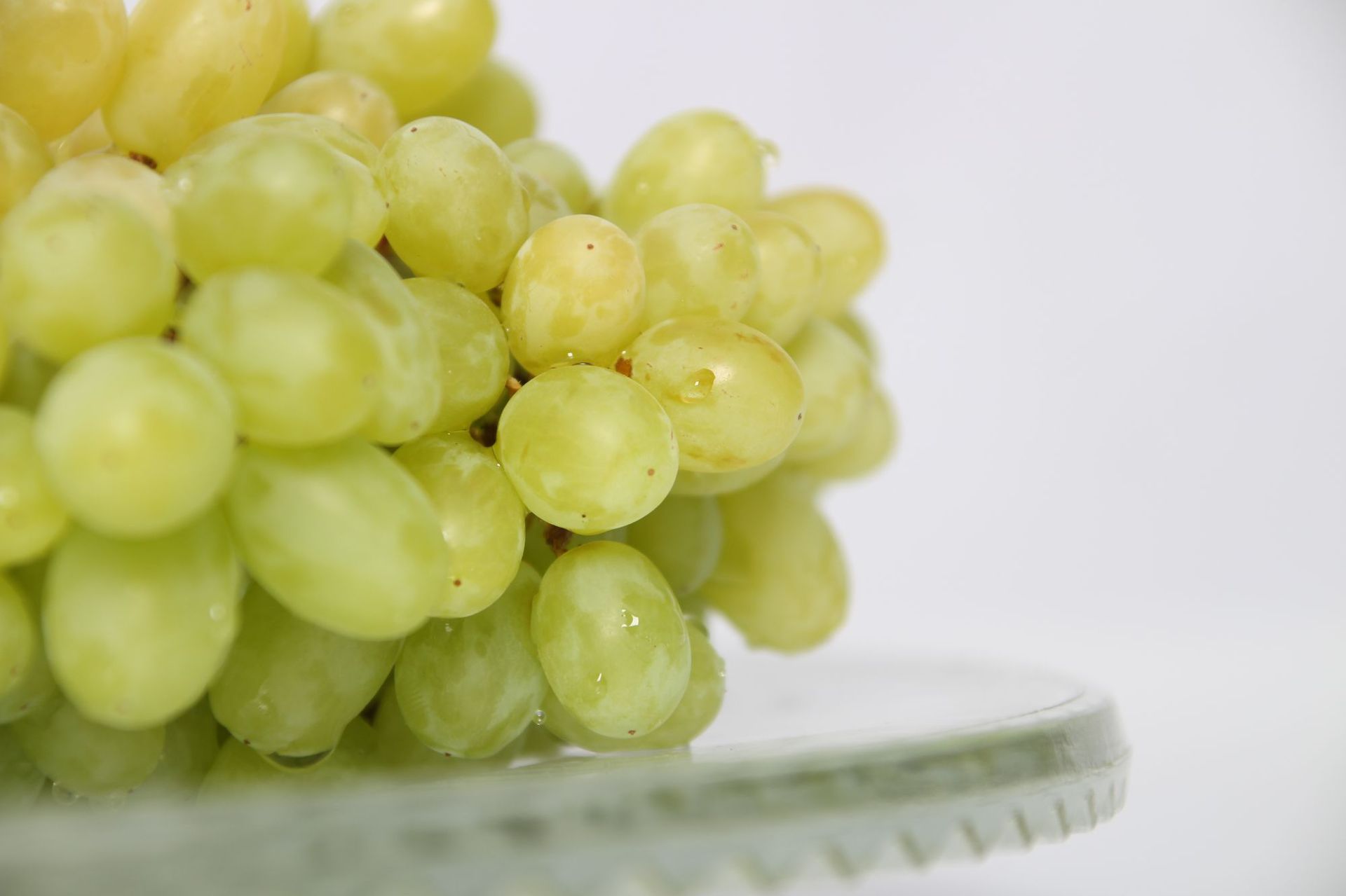 诚招 新疆特产水果 吐鲁番无核白葡萄 新鲜无核白葡萄加盟代理