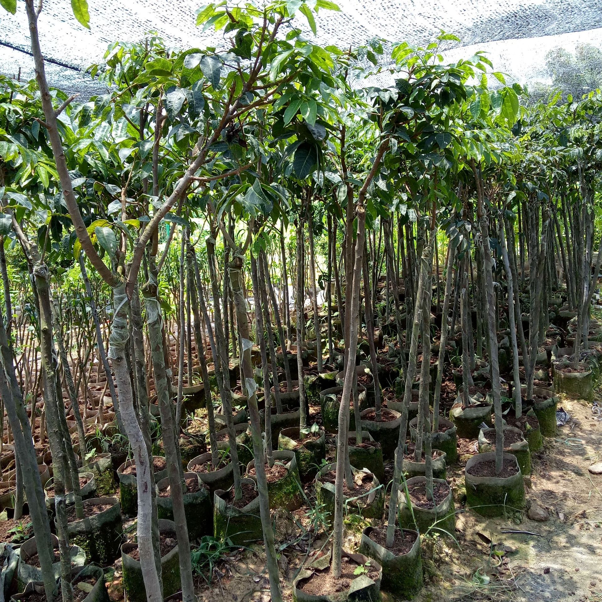 基地果树苗木新品早熟青橄榄果苗青橄榄树苗各橄榄种苗大量批发