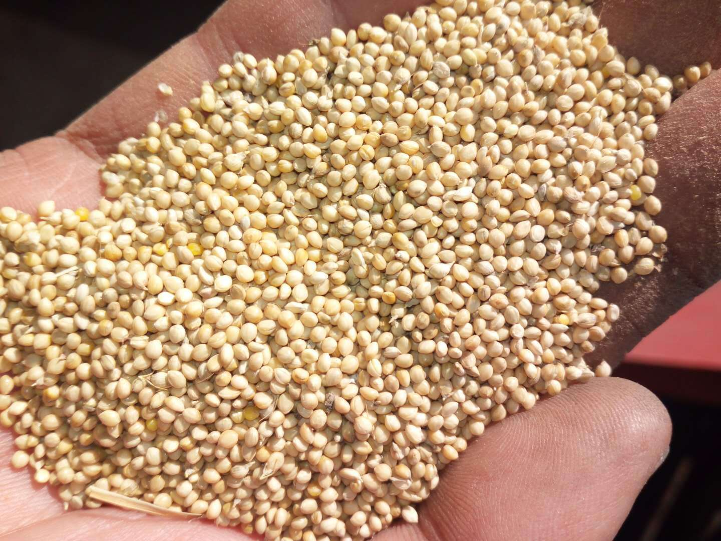 产地销售100斤/袋山西晋谷29号21号谷子沁州黄白皮鸟食谷子不包邮