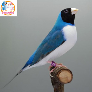 蓝背宠物文鸟 七彩文鸟 活体五彩鸟 手玩小鸟 说话保姆文鸟批发