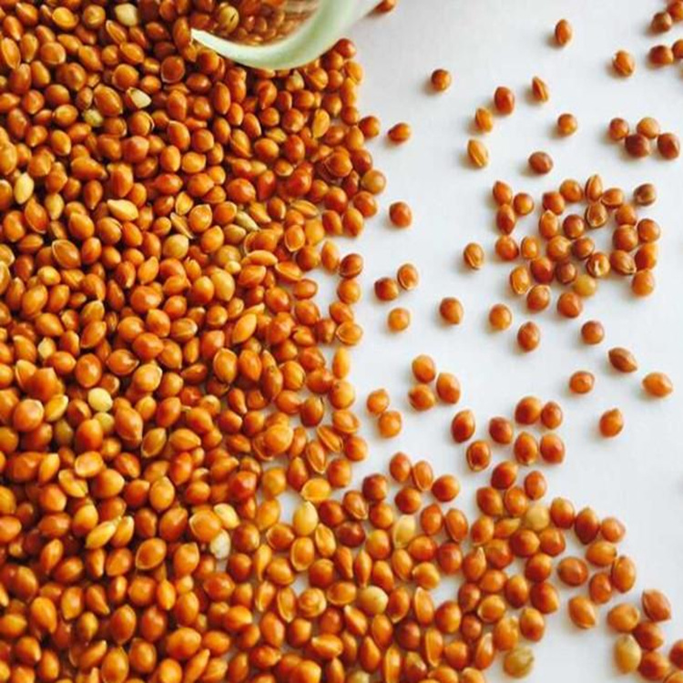 批发供应红黄黍子糜子谷子 五谷杂粮 黍子种子