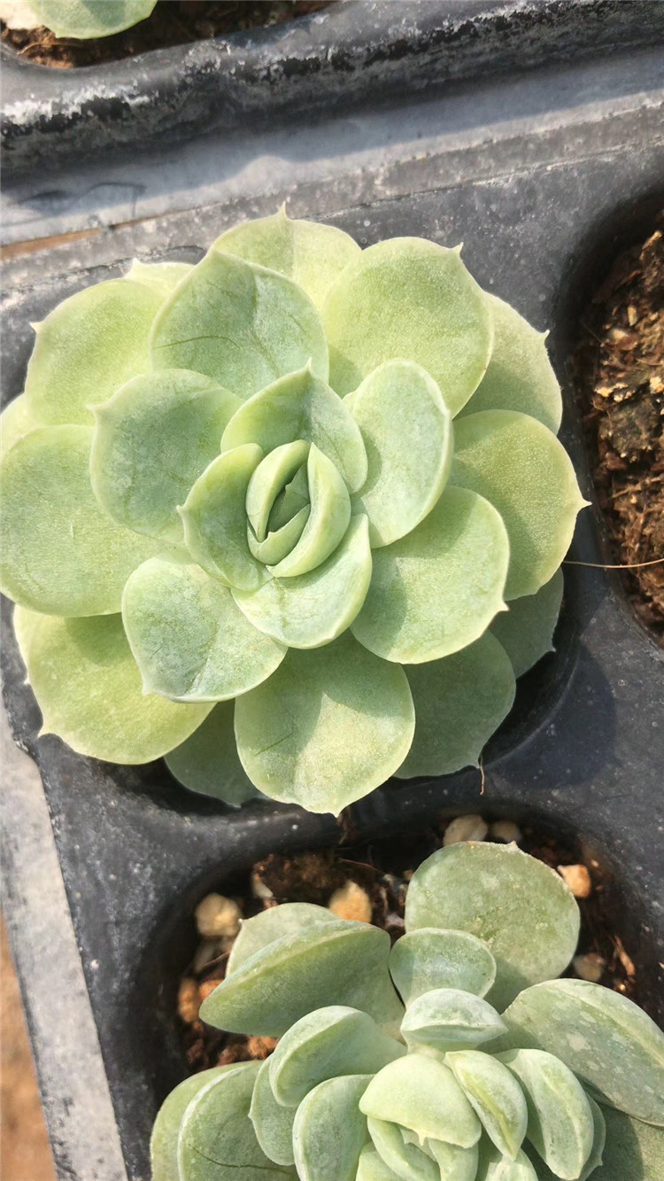 062多肉植物盆栽基地批发西娜穴盘45cm单头状态好多肉品种