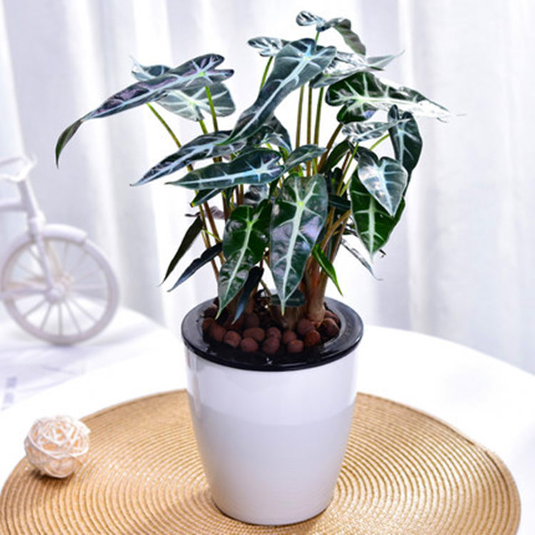 办公室内庭院阳台绿植桌面水培观叶植物小仙女观音莲绿植盆栽客厅