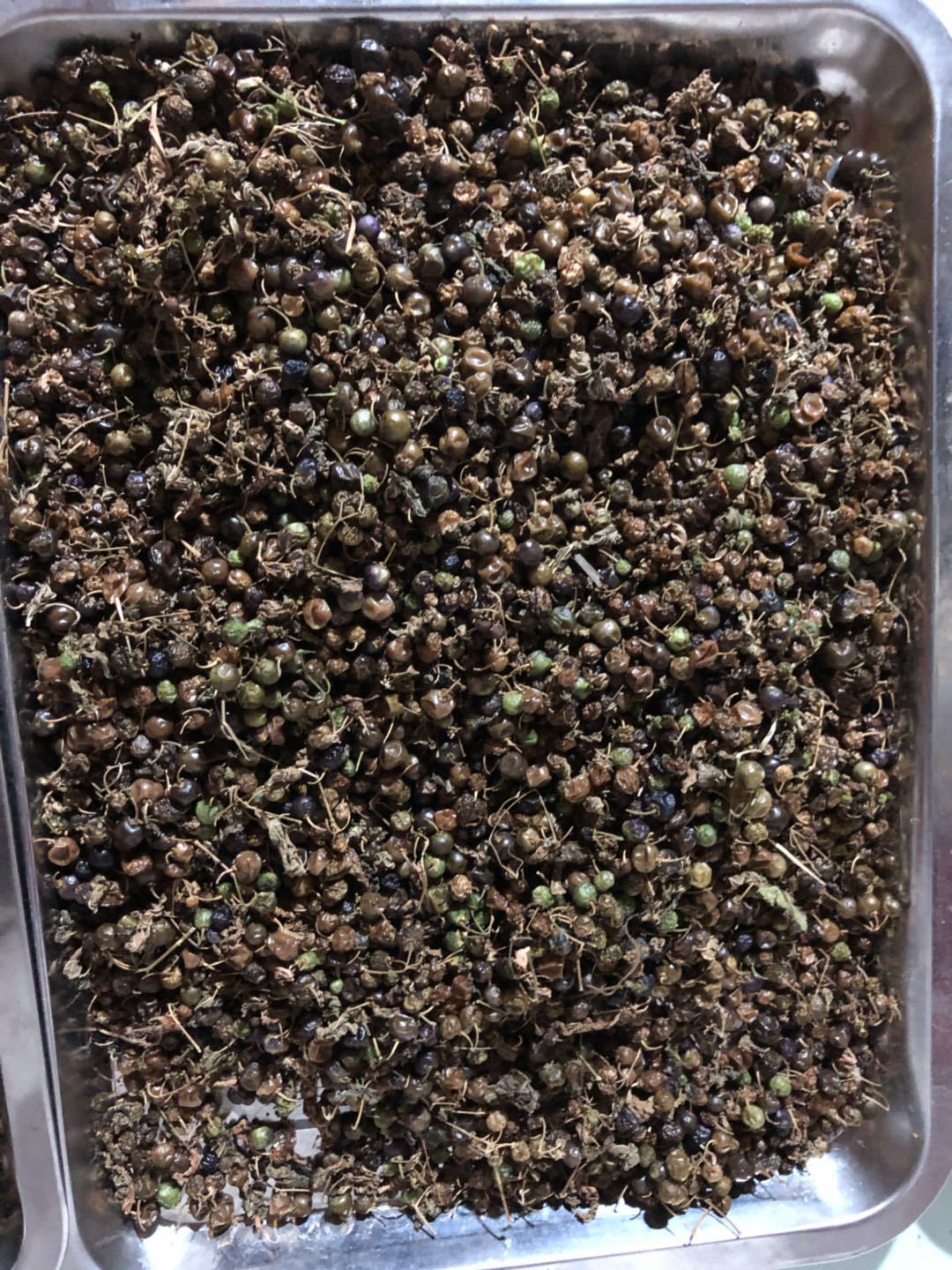 野生中药材 龙葵 龙葵子籽 龙葵果