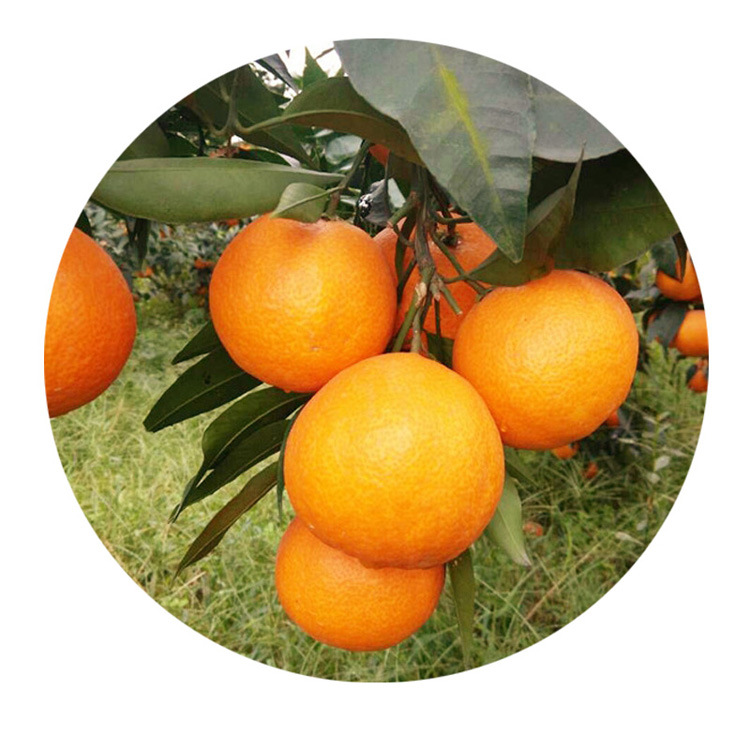 湖南果树苗木 大雅柑1号柑桔苗 优质杂柑苗 产量高柑桔新品种
