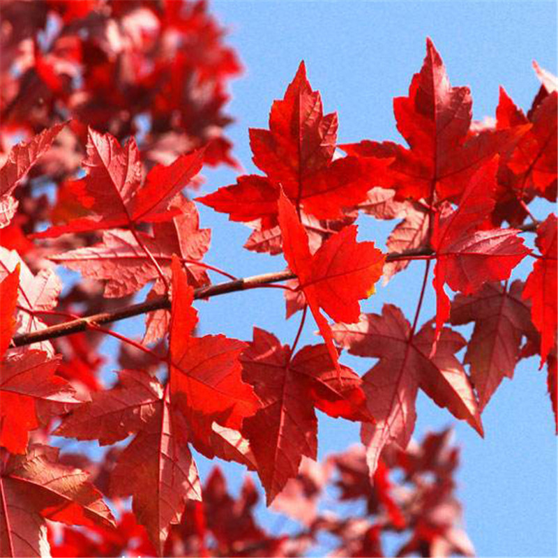 泰安红枫基地供应红点红枫 庭院小区街道绿化红点红枫