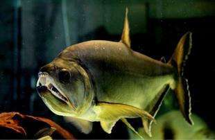 哥伦比亚巨暴鱼 大龅牙鱼 巨爆鱼 红尾巨暴 热带鱼