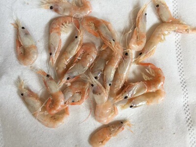 虾.山东 滨州 沾化 冯家海产品