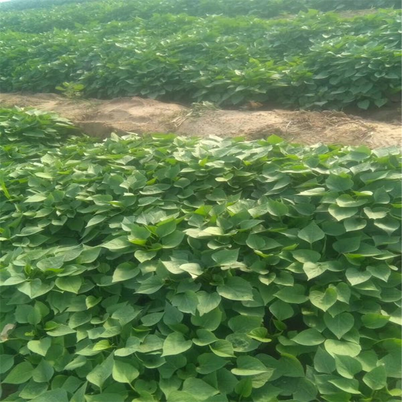 龙九 红薯龙九秧子,龙九红薯苗红薯苗 脱毒红薯苗 大田