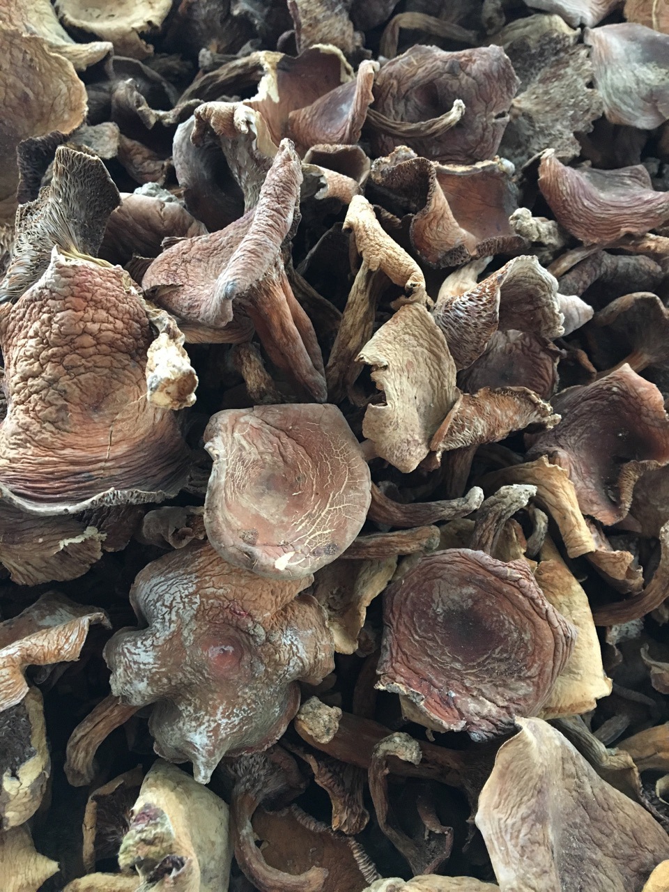 【菌窝子】云南特产美味奶浆菌 本土山珍野生食用菌供应菌菇现货