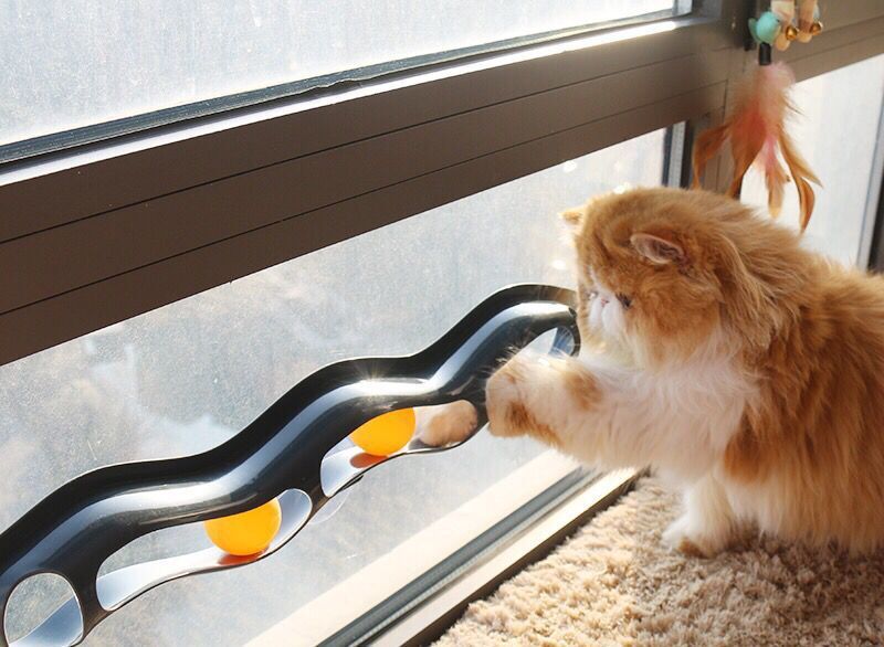 乒乓球轨道 逗猫神器窗台吸盘k猫咪玩具吸附玻璃玩具