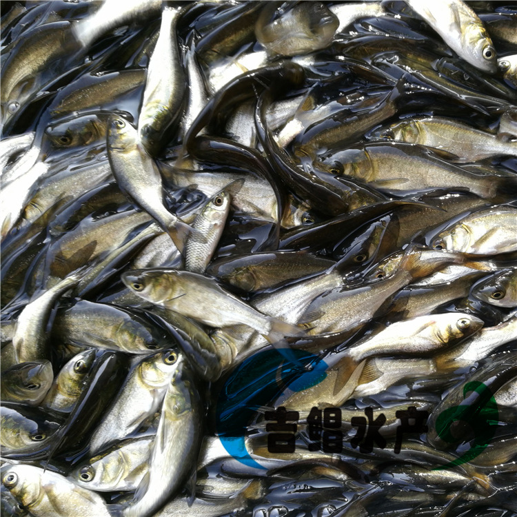 优质花鲢鱼苗大头鱼苗胖头鱼苗雄鱼苗大头鳙鱼苗出售