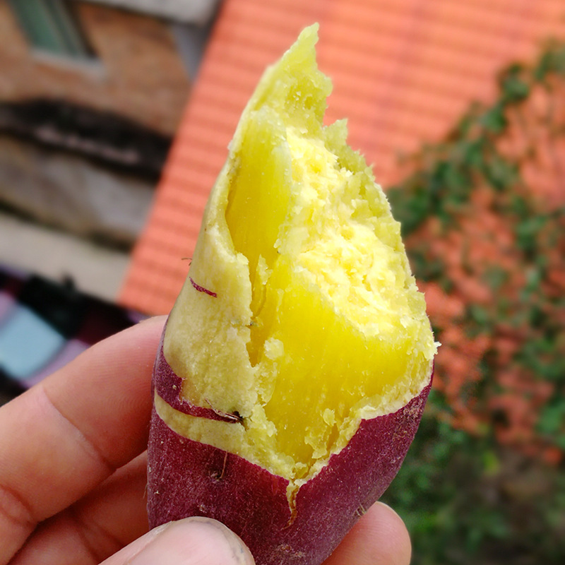 越南板栗薯 进口板栗红薯 新鲜薯水果 非紫薯 2斤试吃装 包邮