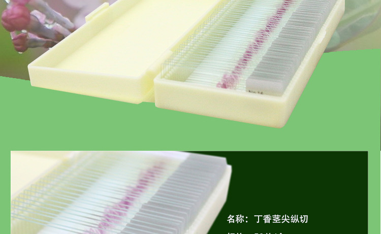 植物玻片标本丁香茎尖纵切标本植物观察显微镜玻片代表性植物切片
