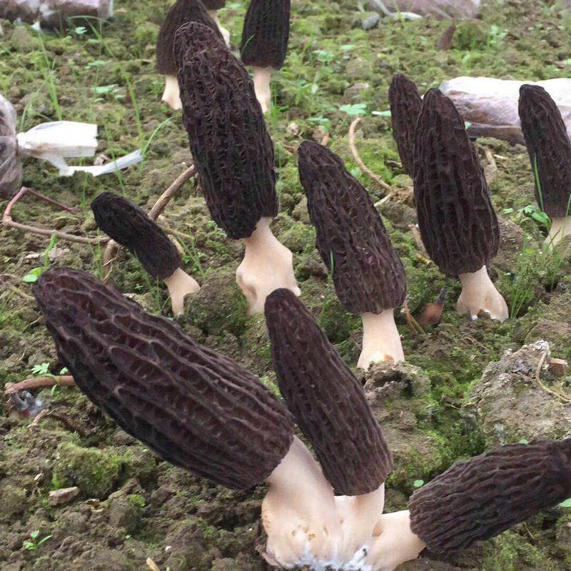 新货云南特产鲜羊肚菌新鲜羊肚菌食用菌类 量大价优