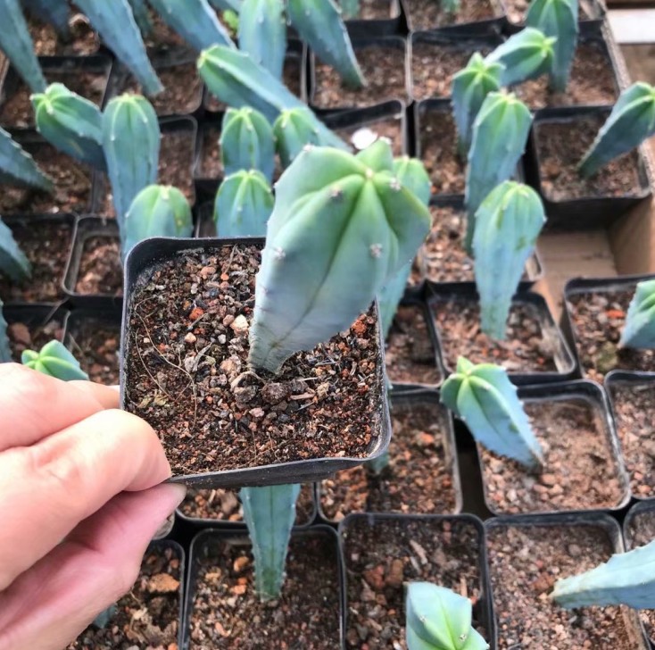 神龙木15-20高 沙漠植物蓝色仙人柱多肉实物拍摄择优