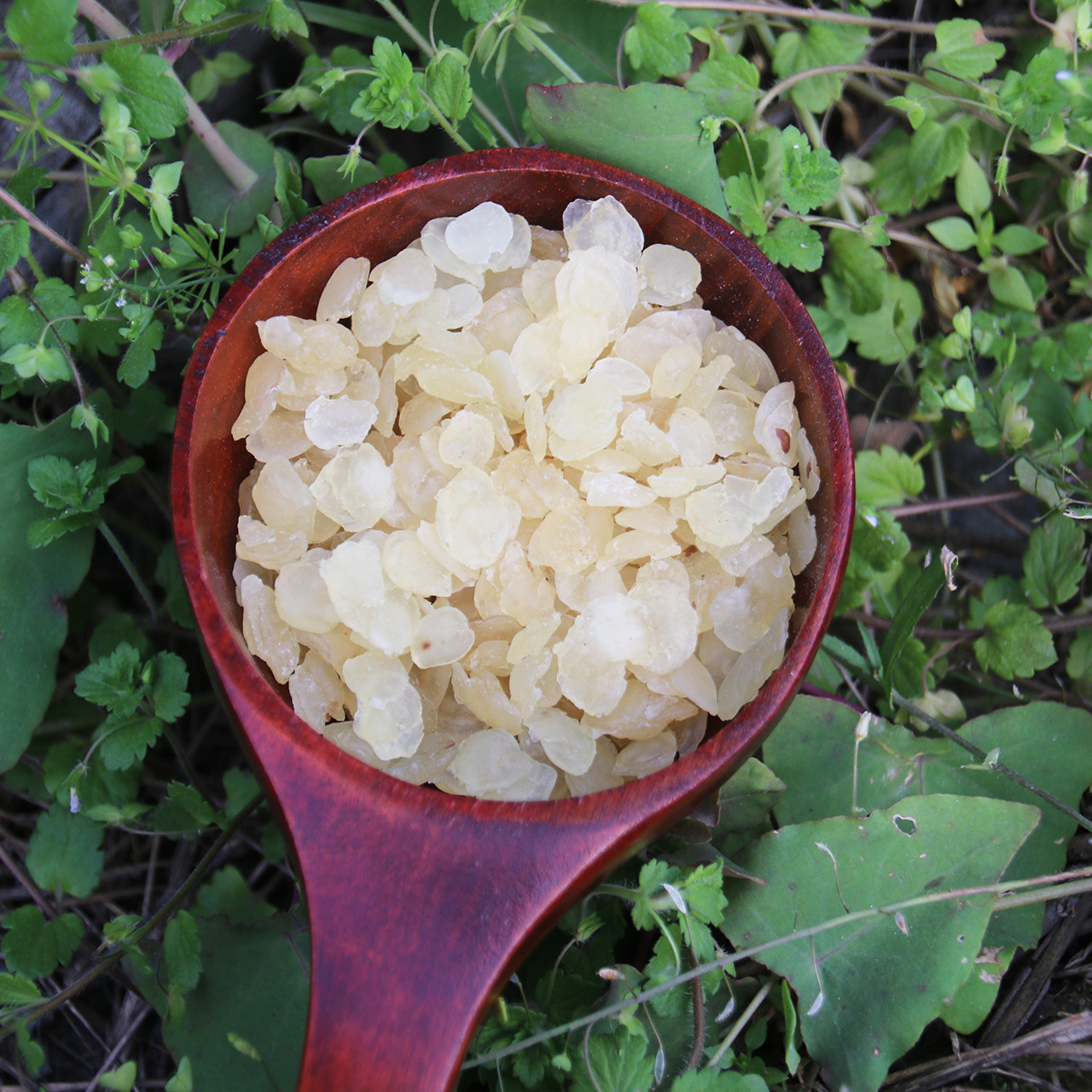 贵州皂角米_一贵州单夹皂角米 双荚野生皂荚 无硫雪莲子支持代发