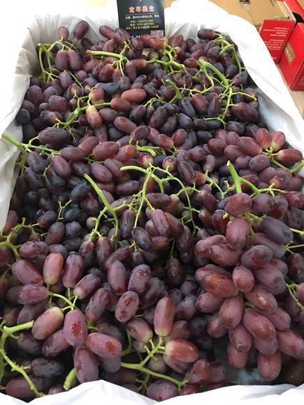 澳洲金手指美人指无籽红提广州江南市场配送进口红提进口水果