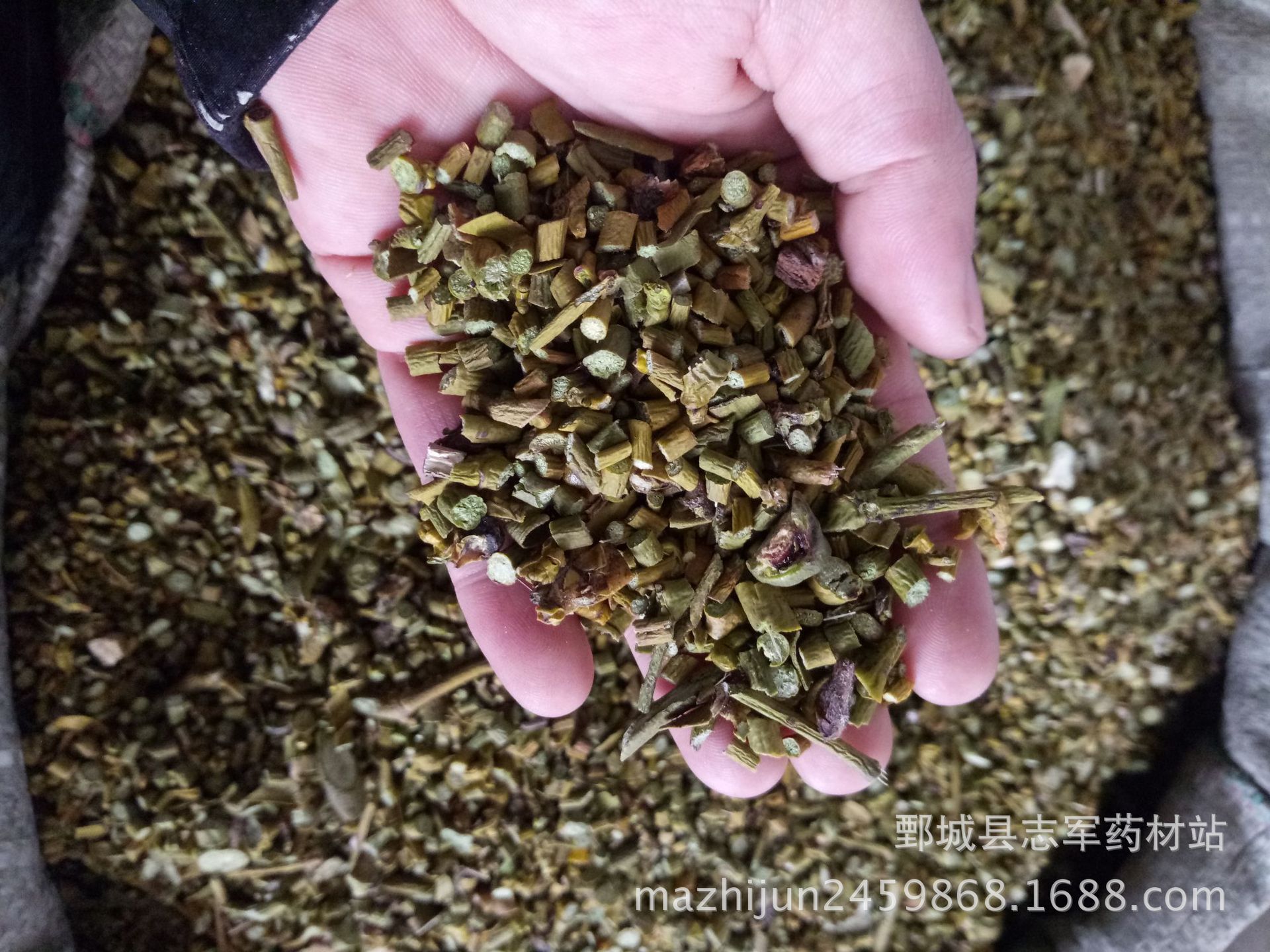 寄生 寄生 过风车吹叶 统装新货 如图【实拍】