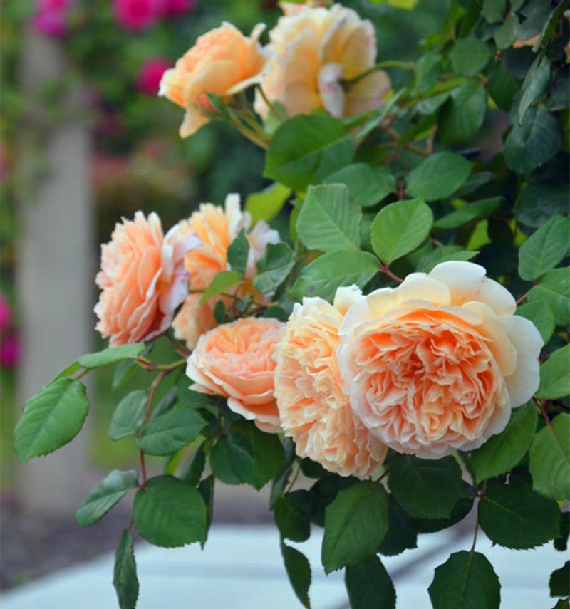 玛格丽特王妃批发月季花苗藤本灌木欧月齐全藤爬植物阳台工程花苗