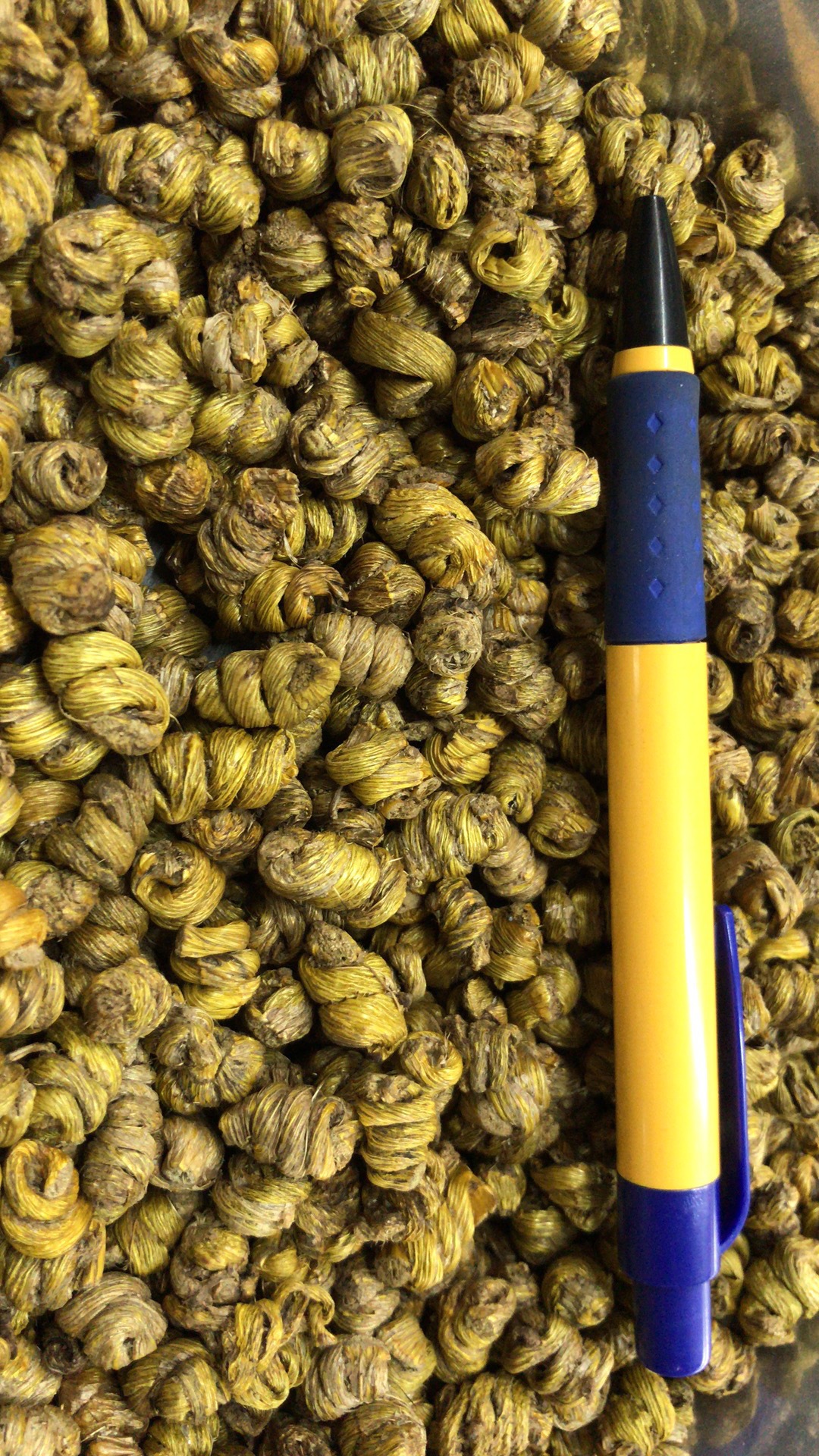 云南水草石斛 水工采摘石斛量大可议价 传统滋补品中药材现货批发