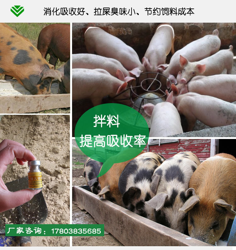 益生菌养猪