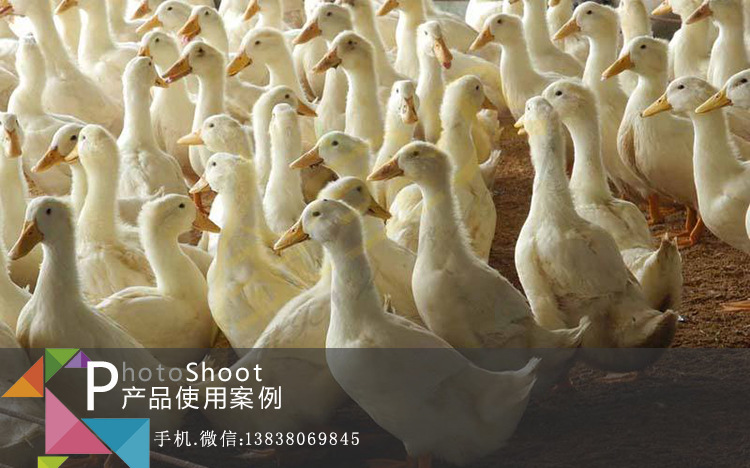 养鸭发酵床菌种客户案例2